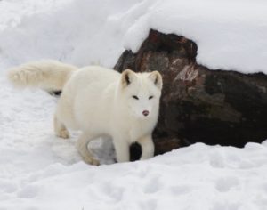 animal arctic blur canine