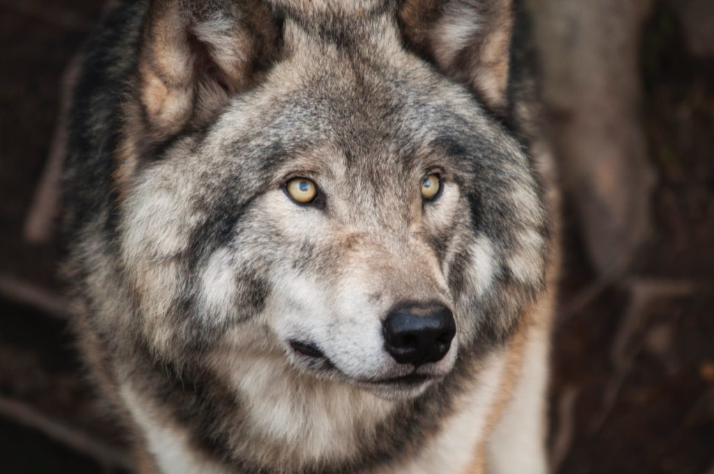 grey and white wolf selective focus photography