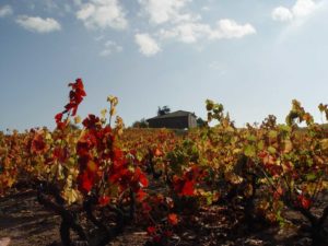 Les vignes du Beaujolais