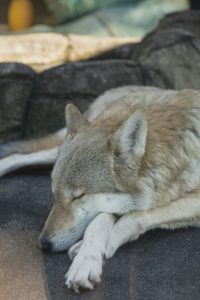 asleep wolf lying on paws in nature