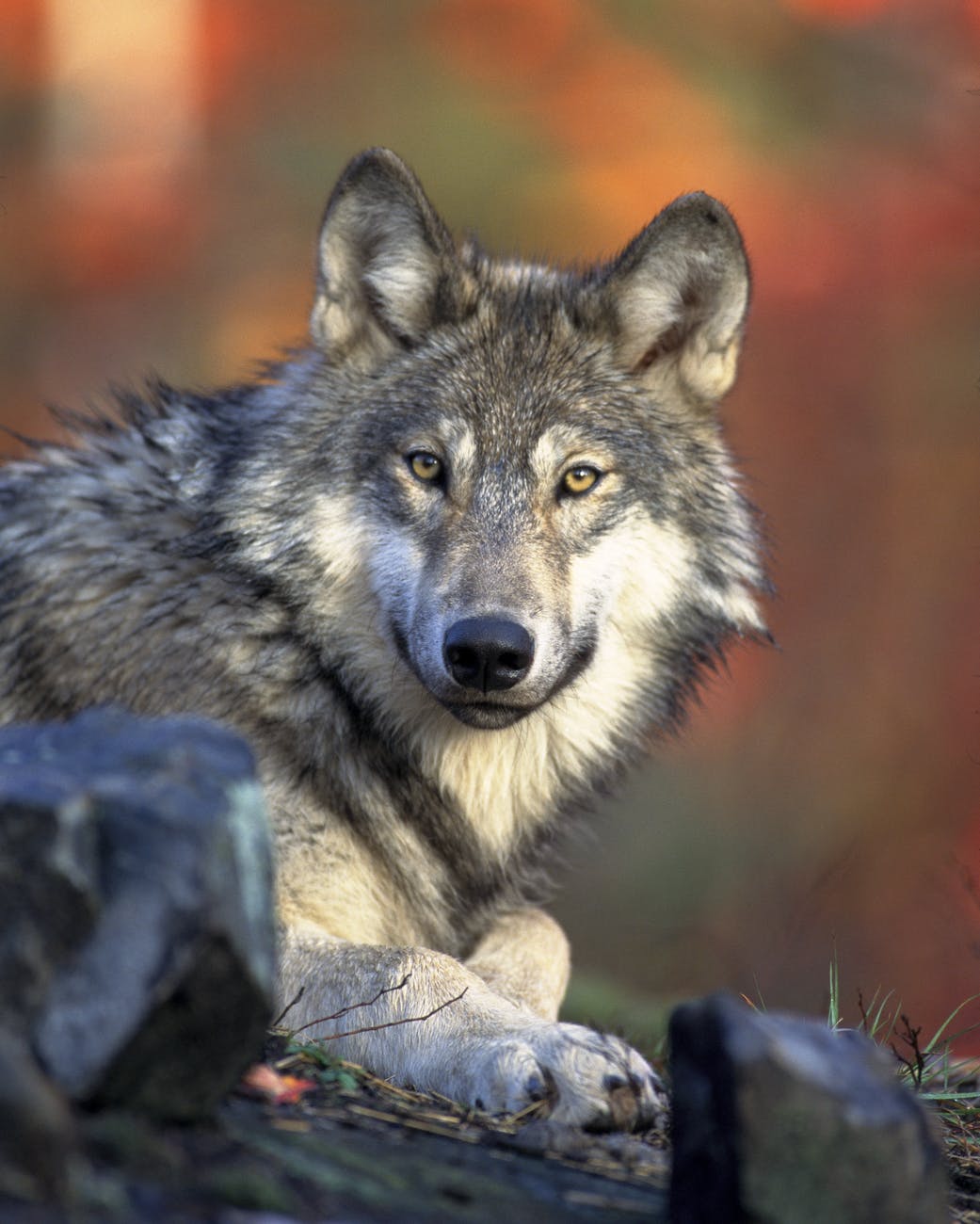 closeup photography of wold lying on ground