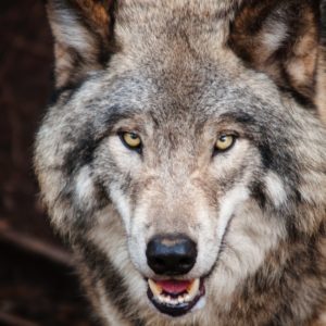 Le nouveau mâle alpha fait des erreurs