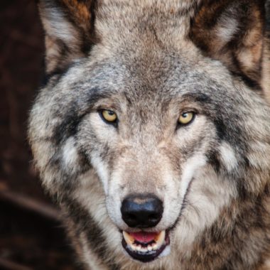 Le nouveau mâle alpha fait des erreurs
