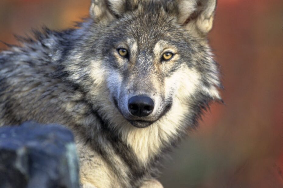 closeup photography of wold lying on ground