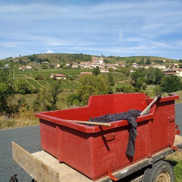 "Vendanges de Beaujolais et vue village de Létra (sept 2019)" by Sebleouf is licensed under CC BY-SA 4.0.