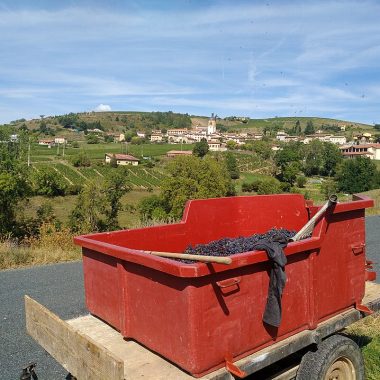 "Vendanges de Beaujolais et vue village de Létra (sept 2019)" by Sebleouf is licensed under CC BY-SA 4.0.